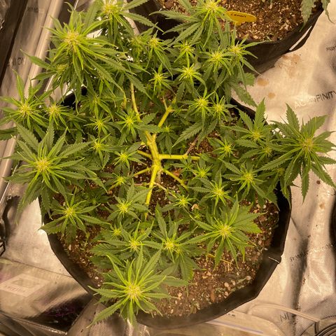 Lemon 2 growlog timeline photo