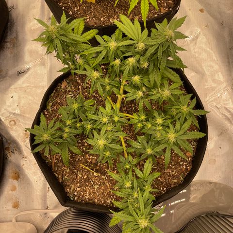 Zkittlez  growlog timeline photo