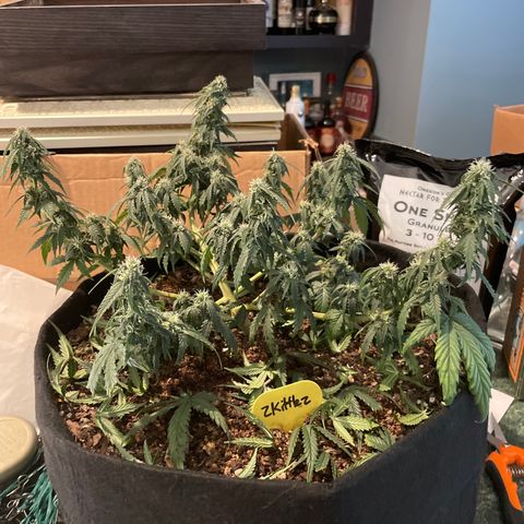 Zkittlez  growlog timeline photo