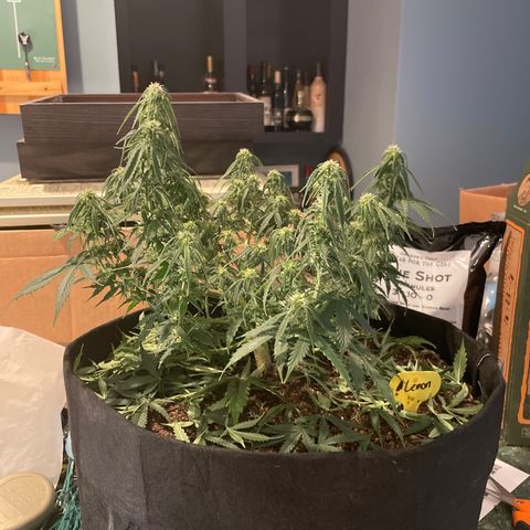 Lemon 2 growlog timeline photo