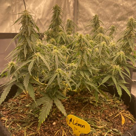 Lemon 2 growlog timeline photo