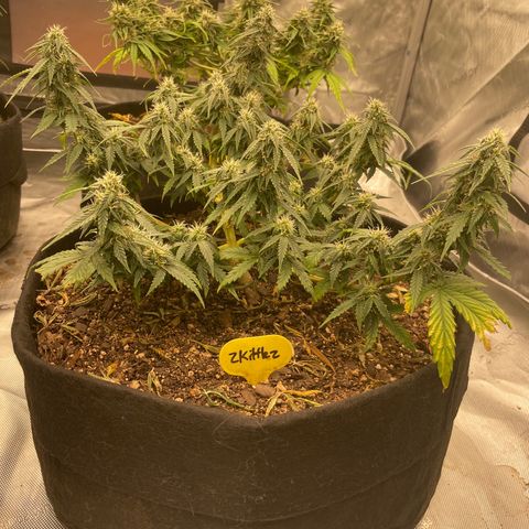 Zkittlez  growlog timeline photo