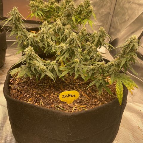Zkittlez  growlog timeline photo