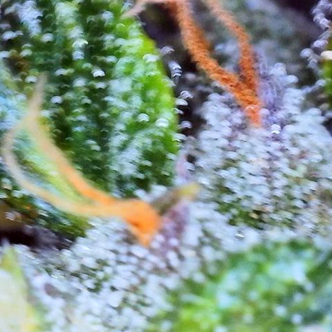 Zkittlez  growlog timeline photo