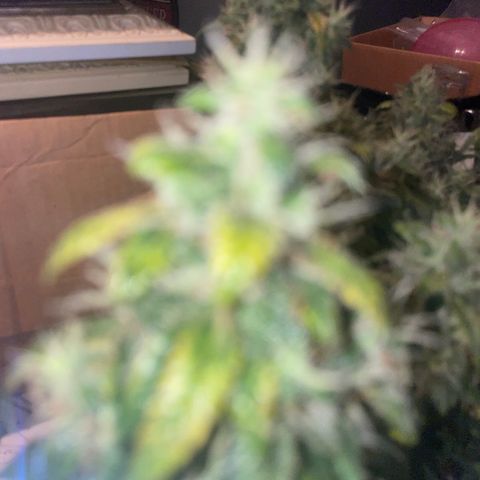 Zkittlez  growlog timeline photo