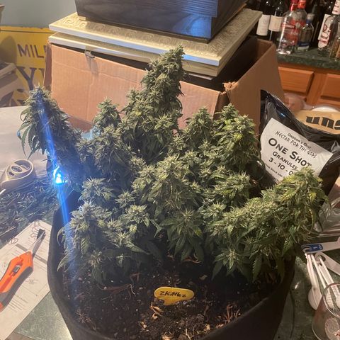 Zkittlez  growlog timeline photo