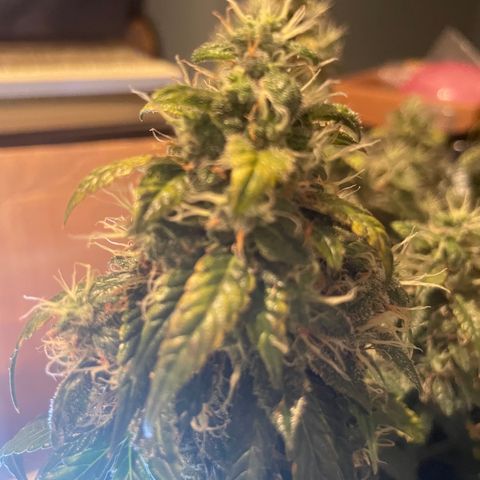 Zkittlez  growlog timeline photo