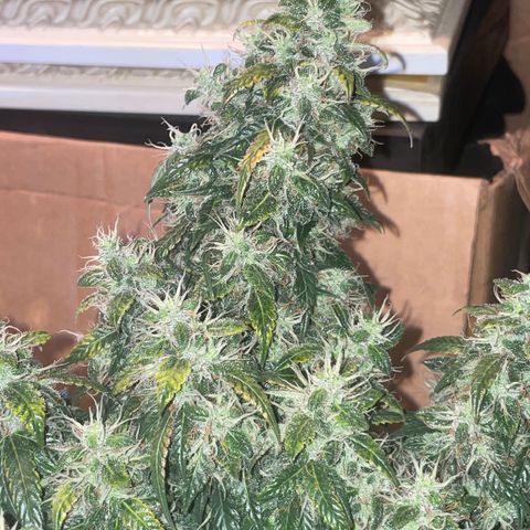 Zkittlez  growlog timeline photo