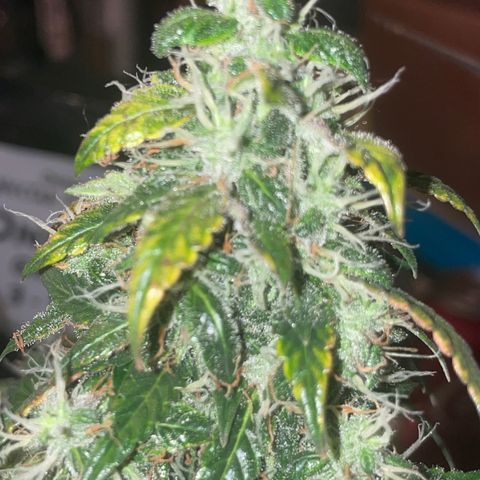 Zkittlez  growlog timeline photo