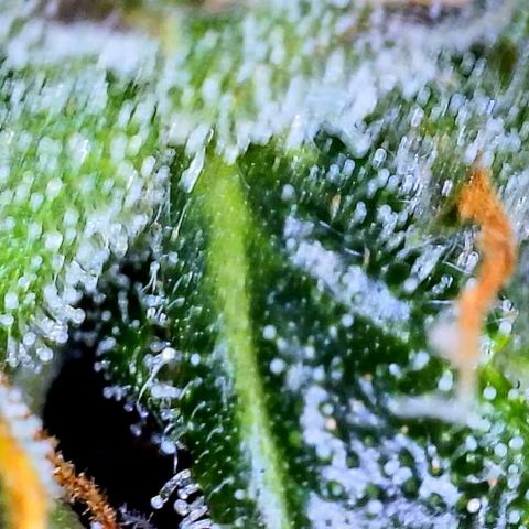 Zkittlez  growlog timeline photo