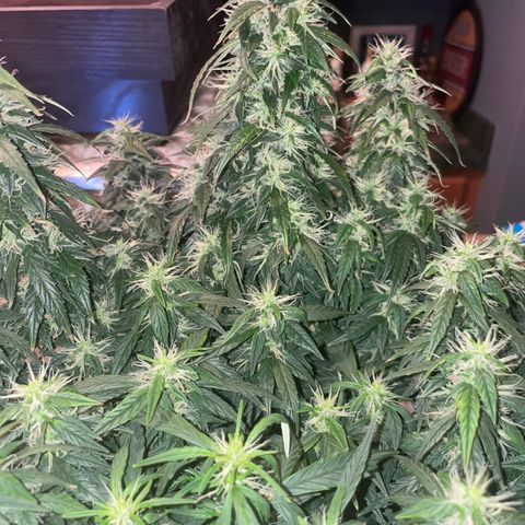Lemon 2 growlog timeline photo