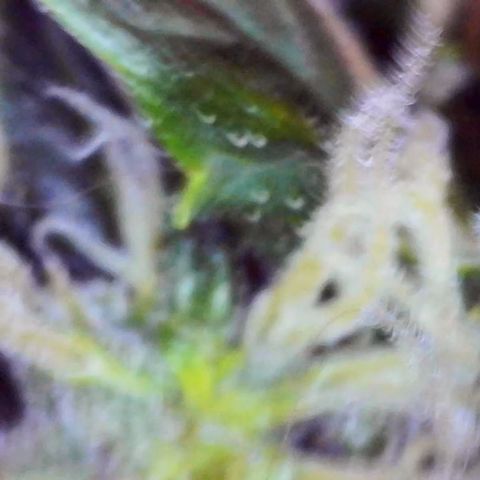Lemon 2 growlog timeline photo