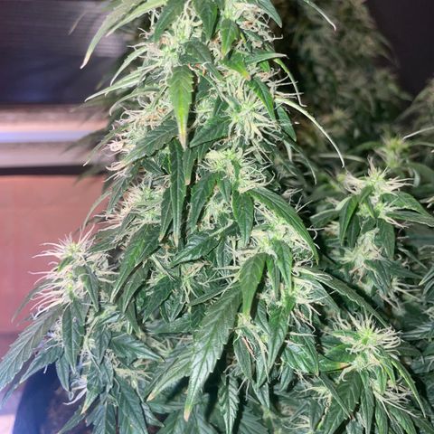 Lemon 2 growlog timeline photo