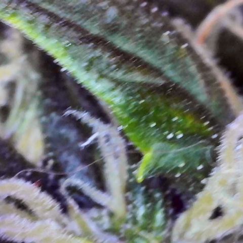 Lemon 2 growlog timeline photo