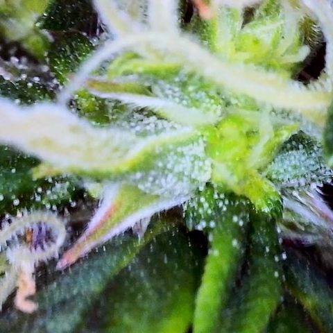 Lemon 2 growlog timeline photo