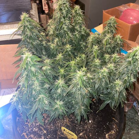 Lemon 2 growlog timeline photo