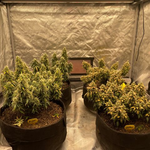 Lemon 2 growlog timeline photo