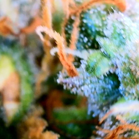 Lemon 2 growlog timeline photo