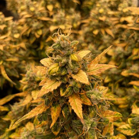 Lemon 2 growlog timeline photo
