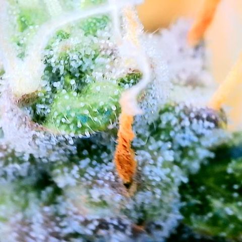 Lemon 2 growlog timeline photo
