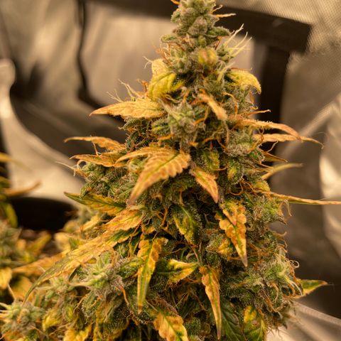 Lemon 2 growlog timeline photo