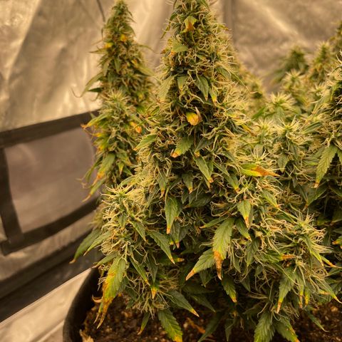 Lemon 2 growlog timeline photo
