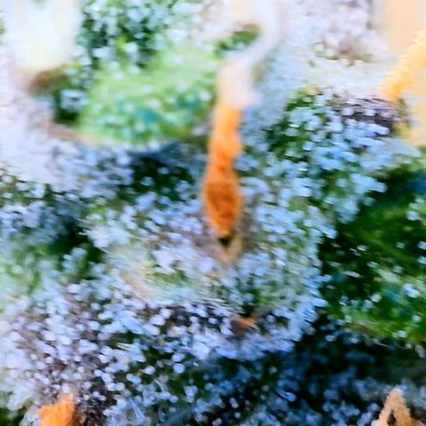Lemon 2 growlog timeline photo