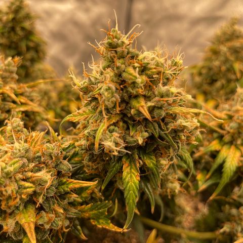Lemon 2 growlog timeline photo