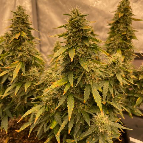 Lemon 2 growlog timeline photo