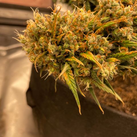 Lemon 2 growlog timeline photo