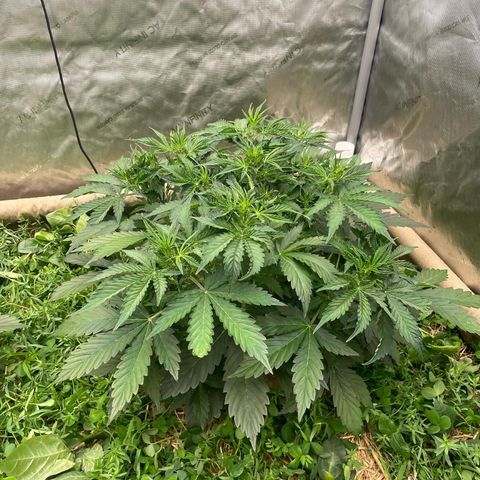 Zkittlez growlog timeline photo