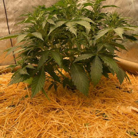 Zkittlez growlog timeline photo