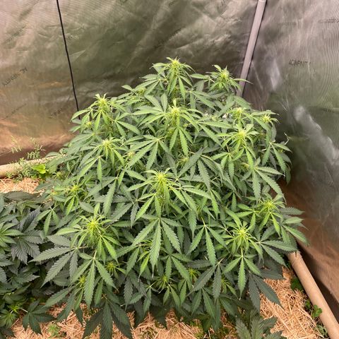 Zkittlez growlog timeline photo