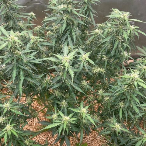 Zkittlez growlog timeline photo