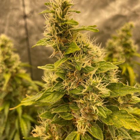 Zkittlez growlog timeline photo