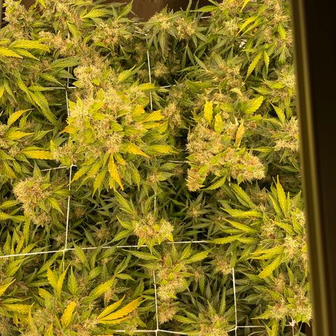Zkittlez growlog timeline photo