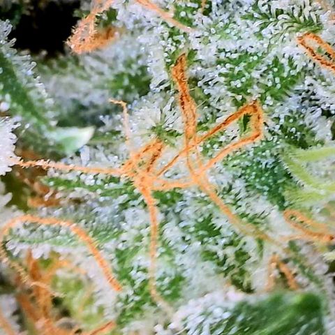 Zkittlez growlog timeline photo