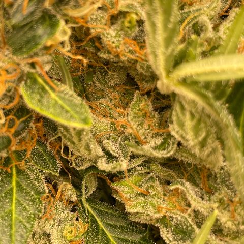 Zkittlez growlog timeline photo