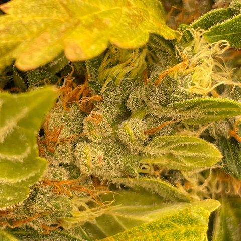 Zkittlez growlog timeline photo