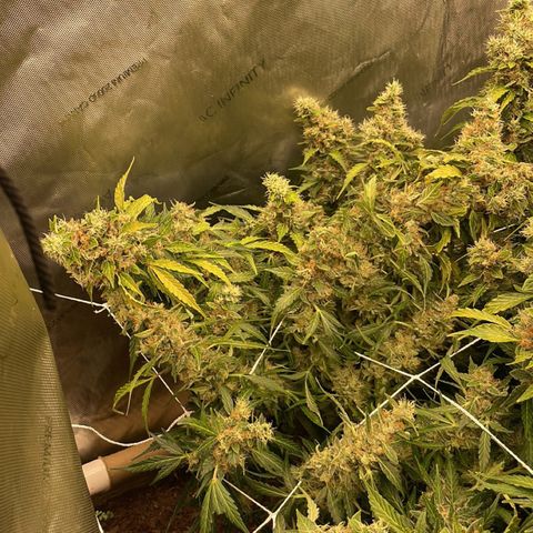 Zkittlez growlog timeline photo