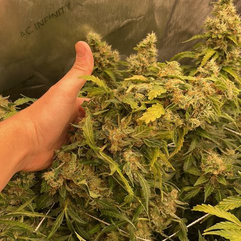 Zkittlez growlog timeline photo