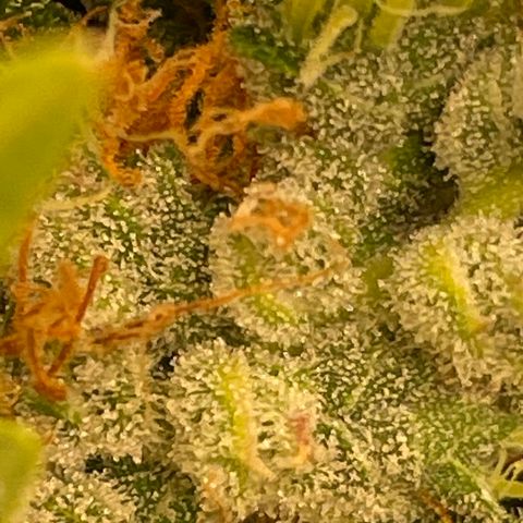 Zkittlez growlog timeline photo