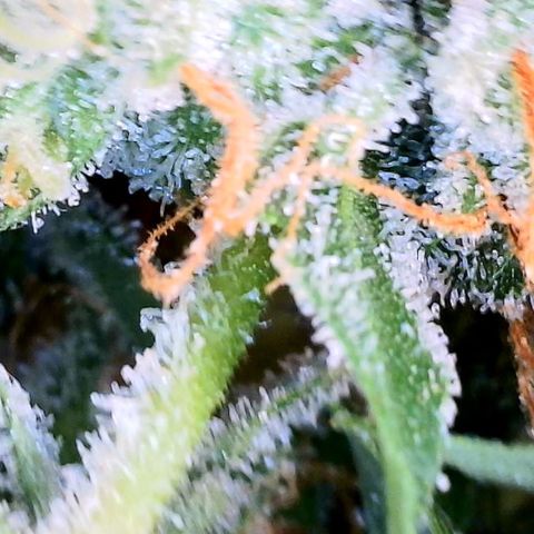 Zkittlez growlog timeline photo