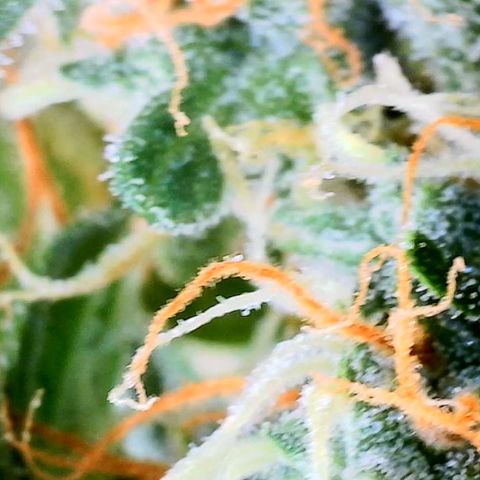 Zkittlez growlog timeline photo