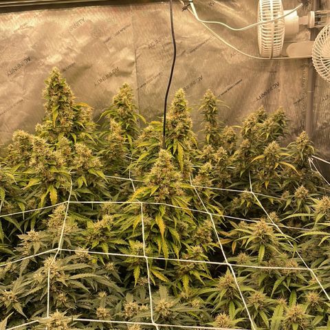 Zkittlez growlog timeline photo