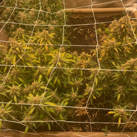Zkittlez growlog timeline photo