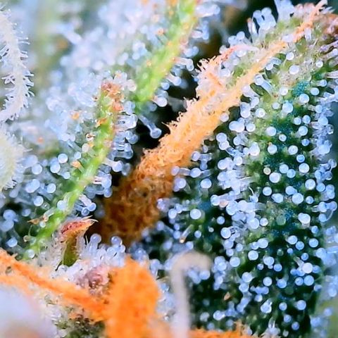 Zkittlez growlog timeline photo