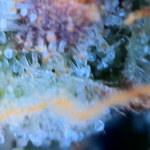 Zkittlez growlog timeline photo
