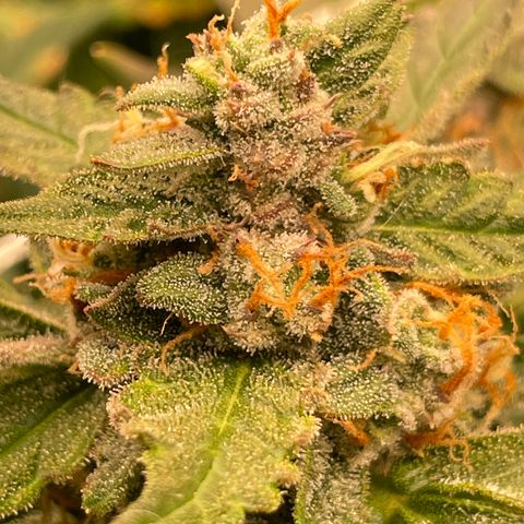 Zkittlez growlog timeline photo
