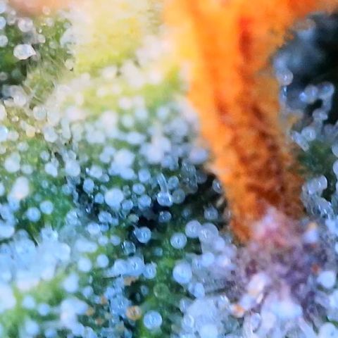 Zkittlez growlog timeline photo